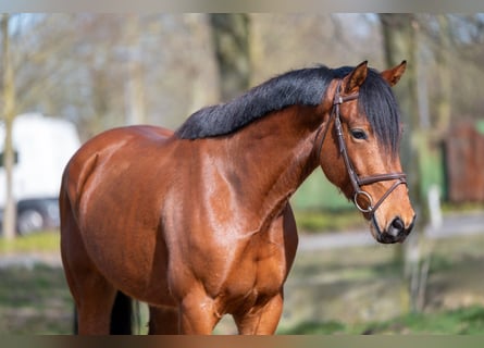 KWPN, Gelding, 5 years, 16.2 hh, Brown KWPN, Gelding, 5 years, 16.2 hh, Brown