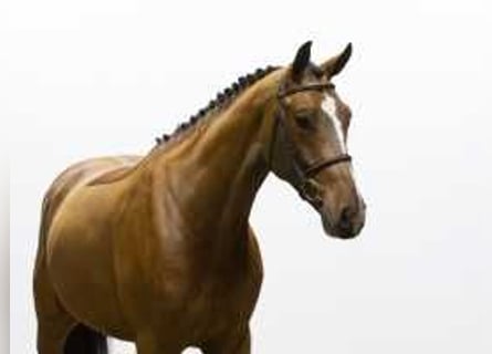 KWPN, Gelding, 5 years, 16,2 hh, Brown