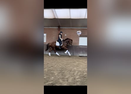 KWPN, Gelding, 5 years, 16,2 hh, Chestnut-Red