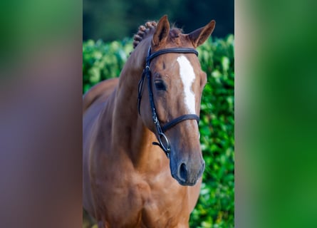 KWPN, Gelding, 5 years, 16,2 hh, Chestnut-Red