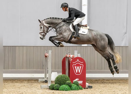 KWPN, Gelding, 5 years, 16.2 hh, Grey