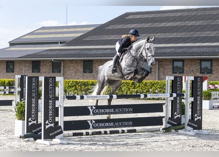 KWPN, Gelding, 5 years, 16.2 hh