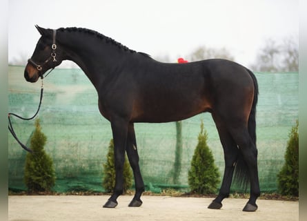 KWPN, Gelding, 5 years, 16,3 hh, Bay-Dark