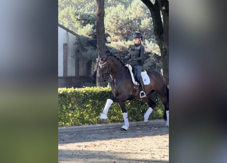 KWPN, Gelding, 5 years, 16.3 hh, Bay-Dark