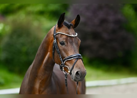 KWPN, Gelding, 5 years, 16 hh, Bay-Dark