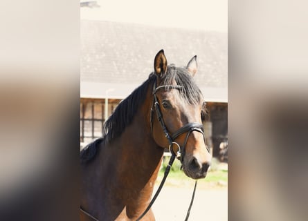 KWPN, Wallach, 5 Jahre, 16 hh, Dunkelbrauner