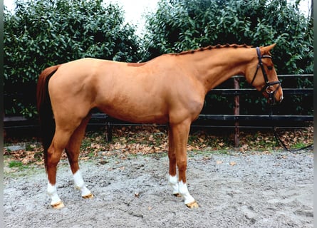 KWPN, Gelding, 5 years, 16 hh, Chestnut-Red