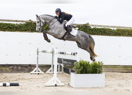 KWPN, Gelding, 5 years, 16 hh, Gray-Dapple