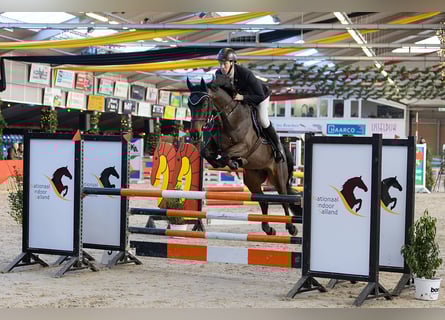 KWPN, Gelding, 5 years, 16,1 hh, Bay-Dark