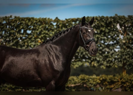 KWPN, Gelding, 5 years, 16,1 hh, Black