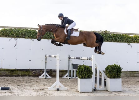 KWPN, Gelding, 5 years, 16,1 hh, Brown