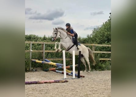 KWPN, Gelding, 5 years, 16,1 hh, Grey