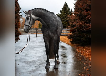 KWPN, Gelding, 5 years, 16,1 hh, Grey