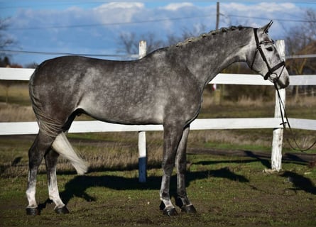KWPN, Gelding, 5 years, 16,1 hh, Grey
