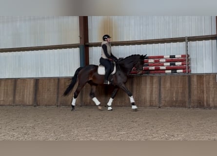 KWPN, Gelding, 5 years, 16,2 hh, Bay-Dark