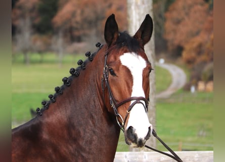 KWPN, Gelding, 5 years, 16,2 hh, Bay-Dark