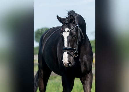 KWPN, Gelding, 5 years, 16,2 hh, Black