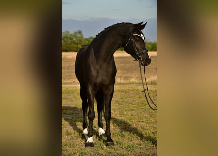 KWPN, Gelding, 5 years, 16,2 hh, Black