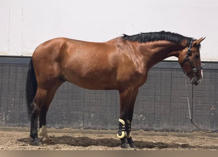 KWPN, Gelding, 5 years, 16,2 hh, Brown
