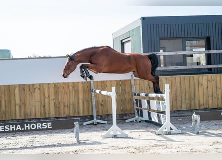 KWPN, Gelding, 5 years, 16,2 hh, Brown