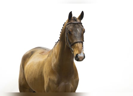 KWPN, Gelding, 5 years, 16,2 hh, Brown