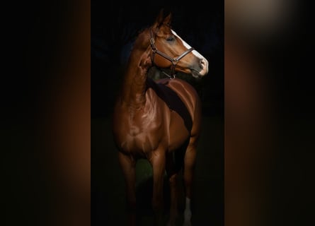 KWPN, Gelding, 5 years, 16,2 hh, Chestnut-Red
