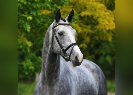 KWPN, Gelding, 5 years, 16,2 hh, Gray-Dapple