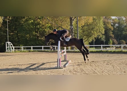 KWPN, Gelding, 5 years, 16,2 hh, Smoky-Black