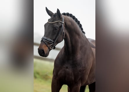 KWPN, Gelding, 5 years, 16,3 hh, Bay-Dark