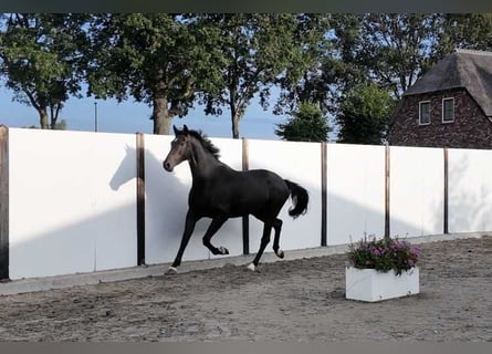 KWPN, Gelding, 5 years, 17.1 hh, Bay-Dark