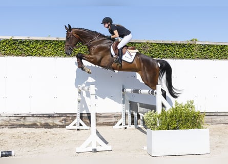 KWPN, Gelding, 5 years, 17.1 hh, Bay-Dark