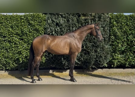 KWPN, Gelding, 5 years, 17 hh, Bay-Dark