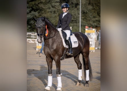 KWPN, Gelding, 5 years, 17 hh, Black