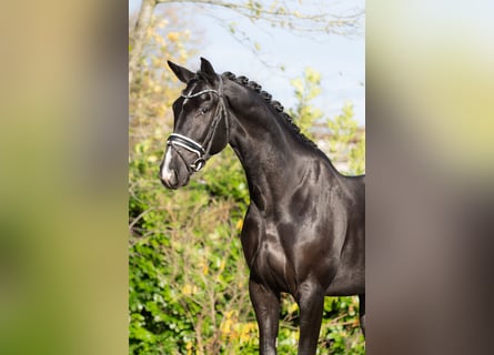 KWPN, Gelding, 5 years, 17 hh, Black