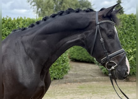 KWPN, Gelding, 5 years, 17 hh, Black