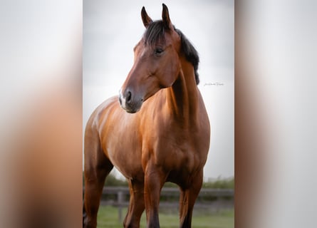 KWPN, Gelding, 5 years, 17 hh, Brown