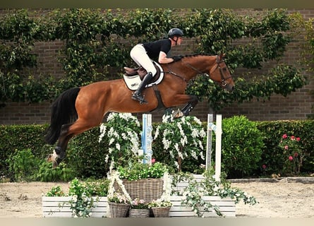 KWPN, Gelding, 5 years, 17 hh, Brown