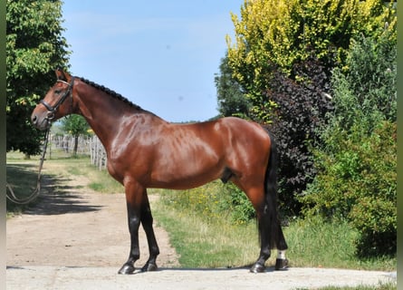 KWPN, Gelding, 5 years, 17 hh, Brown