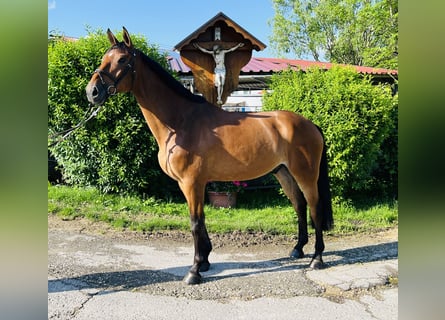 KWPN, Gelding, 5 years, 17 hh, Brown