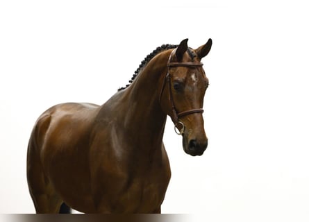 KWPN, Gelding, 5 years, 17 hh, Brown