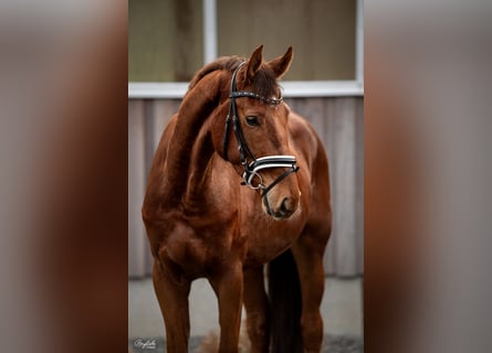 KWPN, Gelding, 5 years, 17 hh, Chestnut-Red