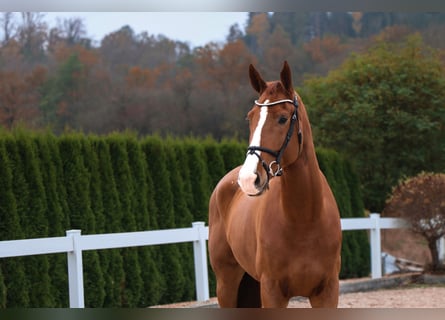 KWPN, Gelding, 5 years, 17 hh, Chestnut-Red