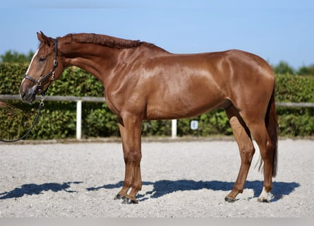 KWPN, Gelding, 5 years, 17 hh, Chestnut-Red