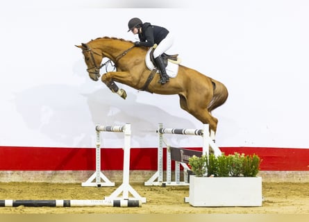 KWPN, Gelding, 5 years, 17 hh, Chestnut