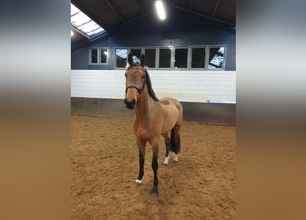 KWPN, Gelding, 5 years, 17,1 hh, Brown