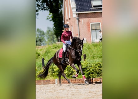 KWPN, Gelding, 5 years, 18 hh, Black