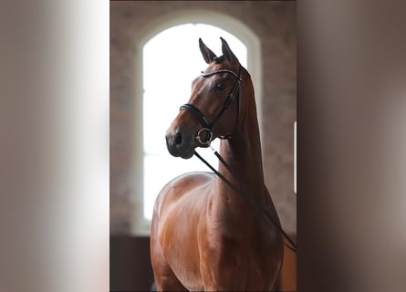 KWPN, Gelding, 5 years