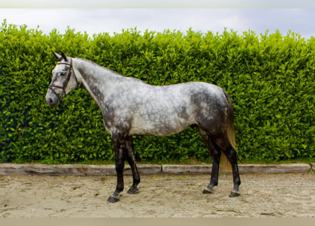 KWPN, Gelding, 5 years, Grey