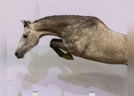 KWPN, Gelding, 5 years