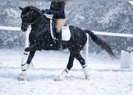 KWPN, Gelding, 6 years, 15,3 hh, Black